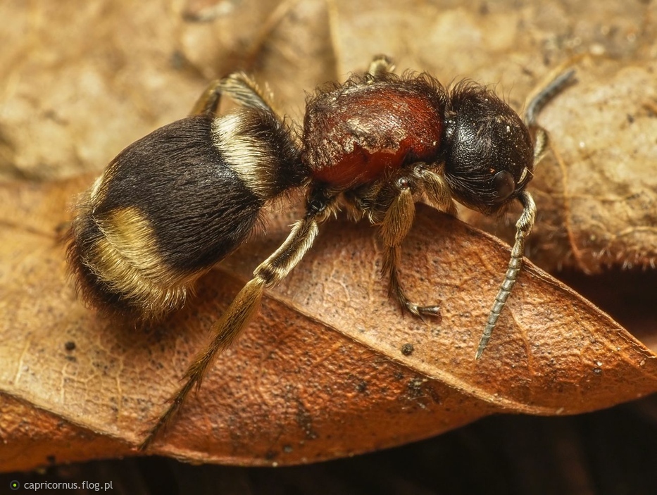 ronka biaonoga (Mutilla marginata) - zdjcie - Fotoblog  capricornus.flog.pl