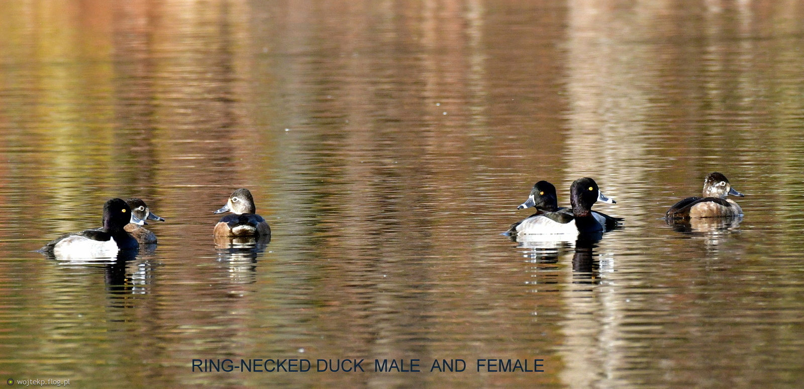 RING - NECKED DUCK MALE AND FEMALE / CZERNICZKA SAMCZYKI I SAMICZKI