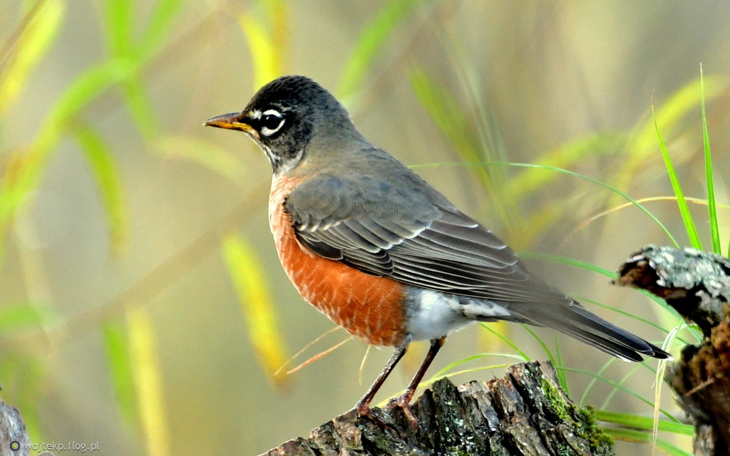 American Robin / Drozd wedrowny