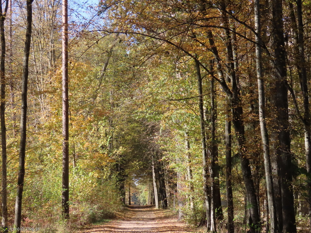 Puszczański tunel jesienią