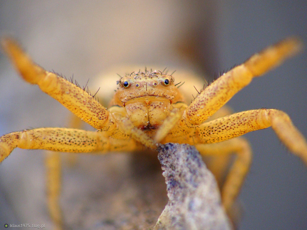 Xysticus sp.
