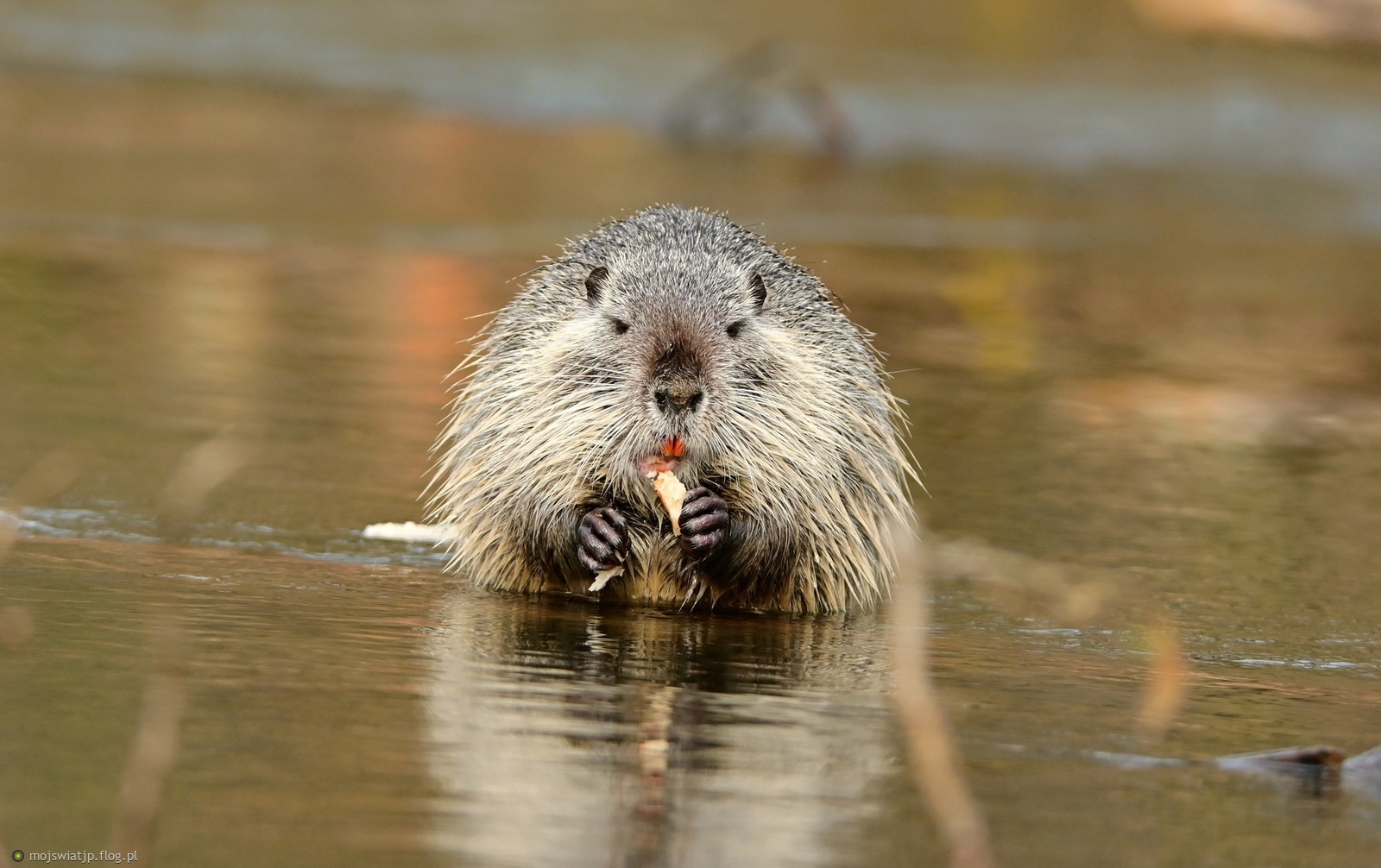 Nutria