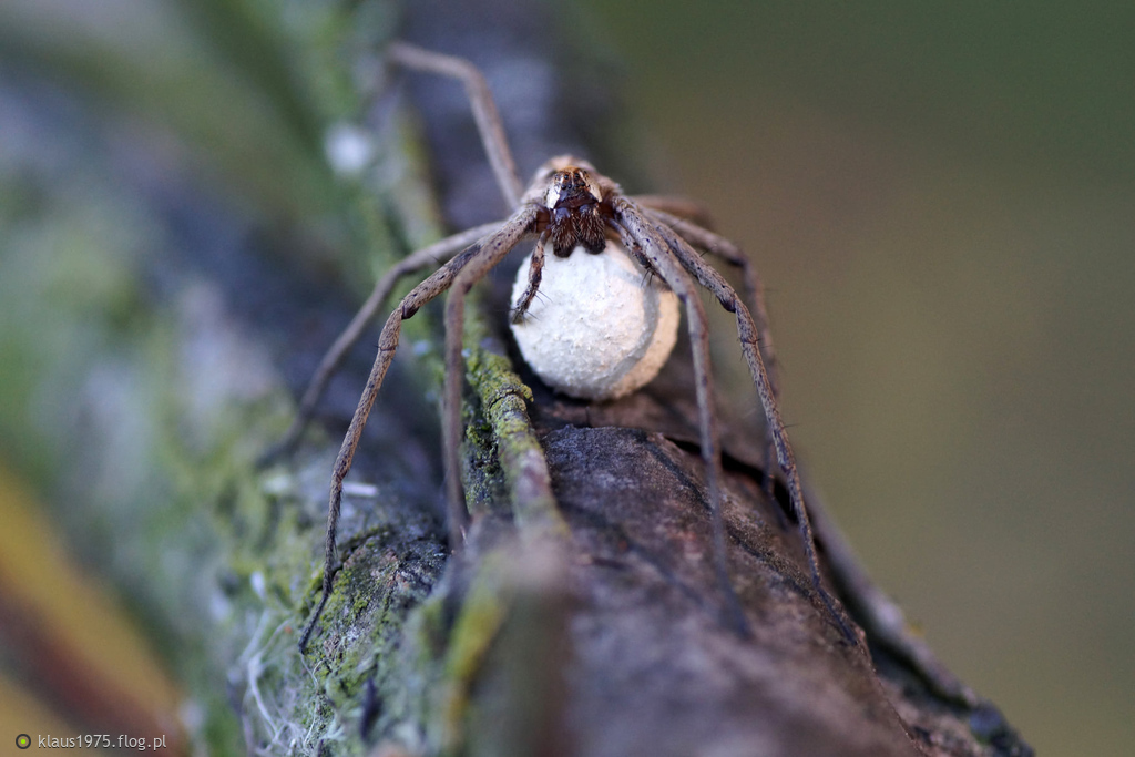 Darownik przedziwny ( Pisaura mirabilis )