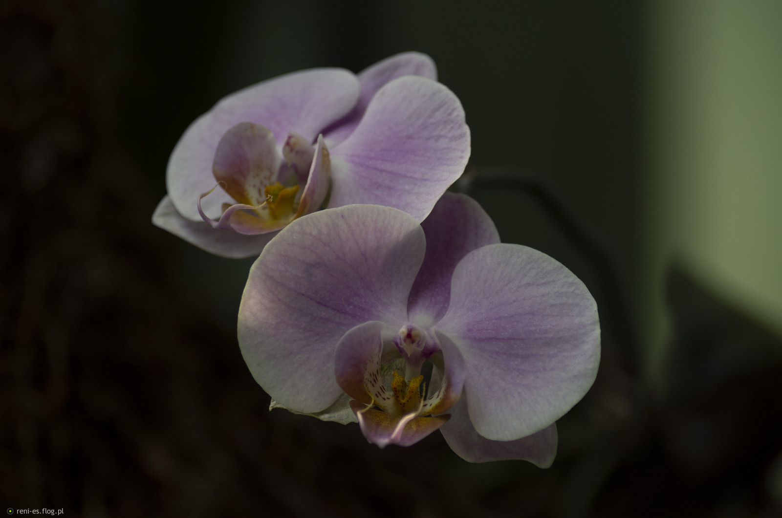 Petite Fleur...