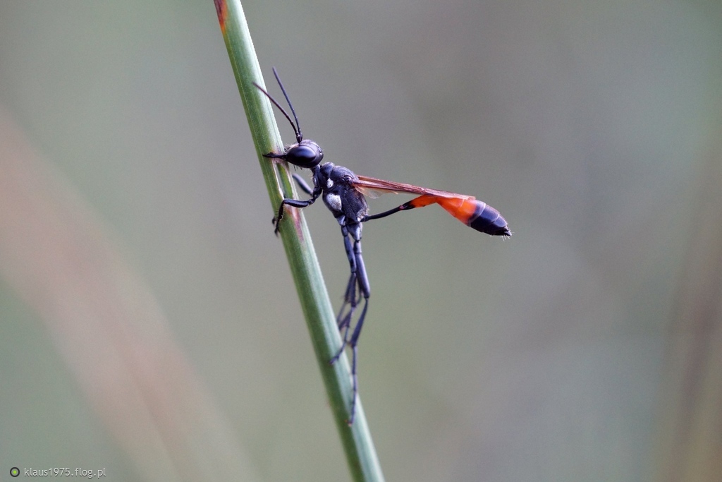 Szczerklina piaskowa (Ammophila sabulosa)