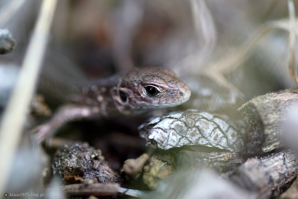 Jaszczurka zwinka ( Lacerta agilis )