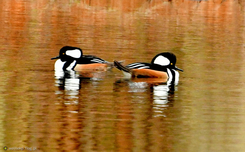 HOODED MERGANSER MALE / KAPTURNIK SAMCZYK