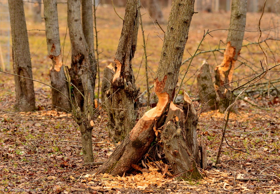 BOBROWE "PORZĄDKI" NAD STAWEM