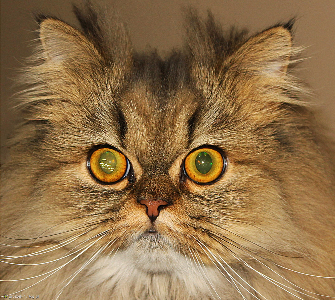 Miłość jest jak kot. Chodzi własnymi drogami ...