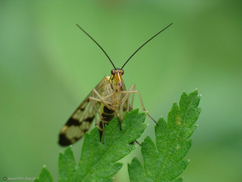 Wojsiłka pospolita (Panorpa communis)