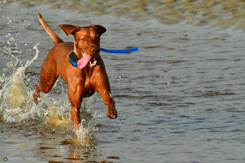 NIESPODZIANKA W HILTON HEAD ISLAND