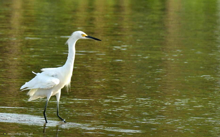SNOWY EGRET /Czapla śnieżna