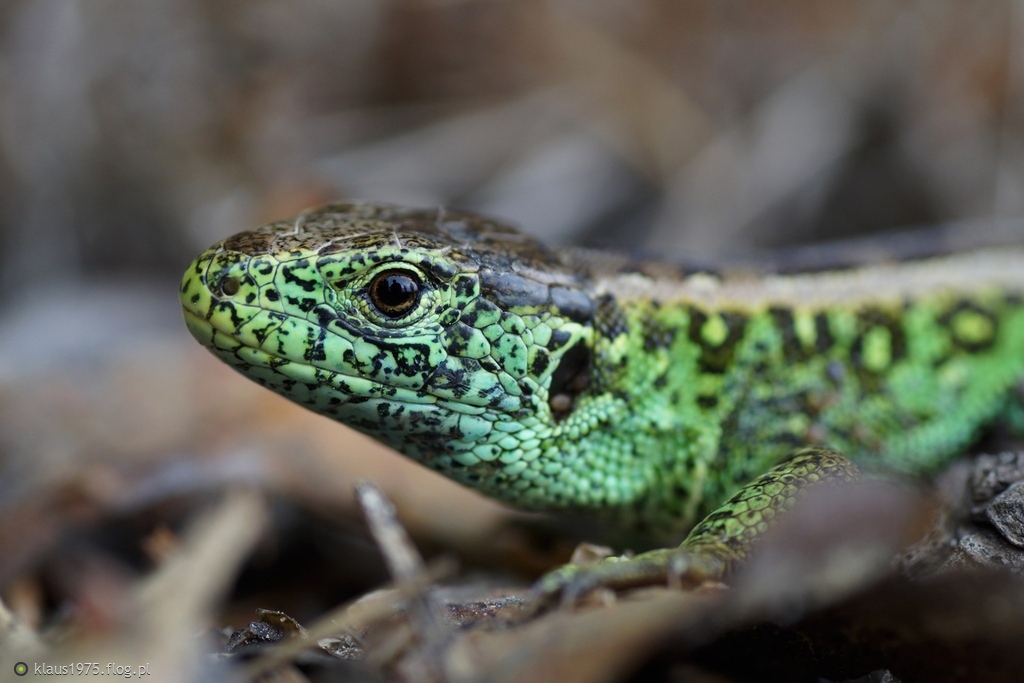 Jaszczurka zwinka ( Lacerta agilis )