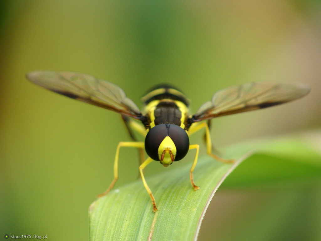 Prężec jasnonogi (Chrysotoxum festivum)