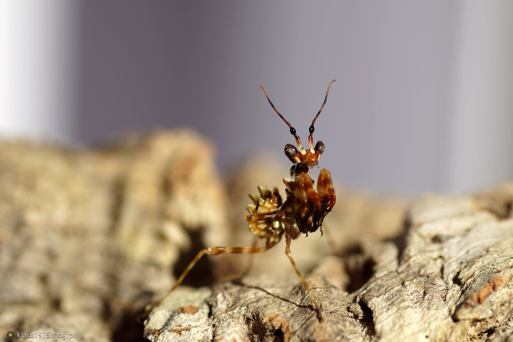 Pseudocreobotra wahlbergii .
