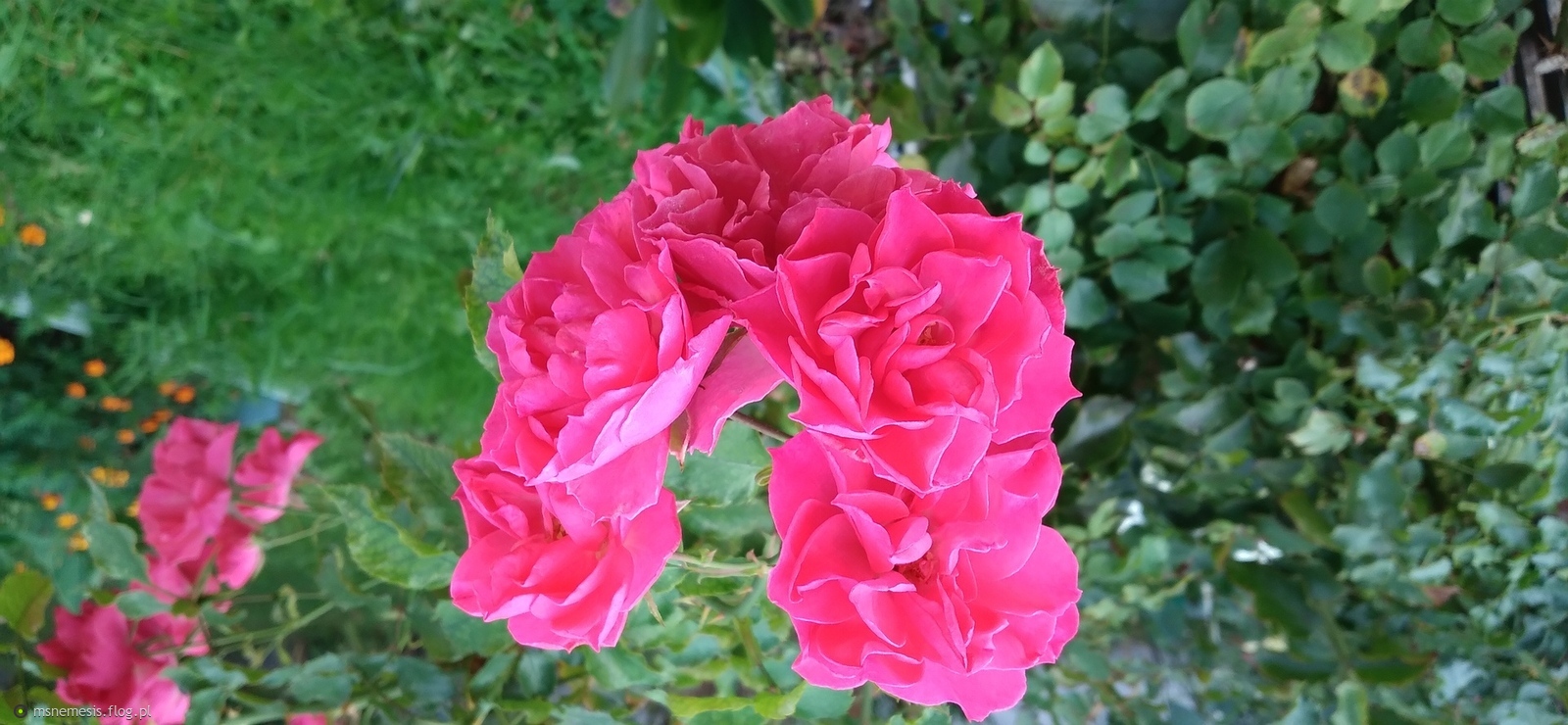 Różane Serce ❤️