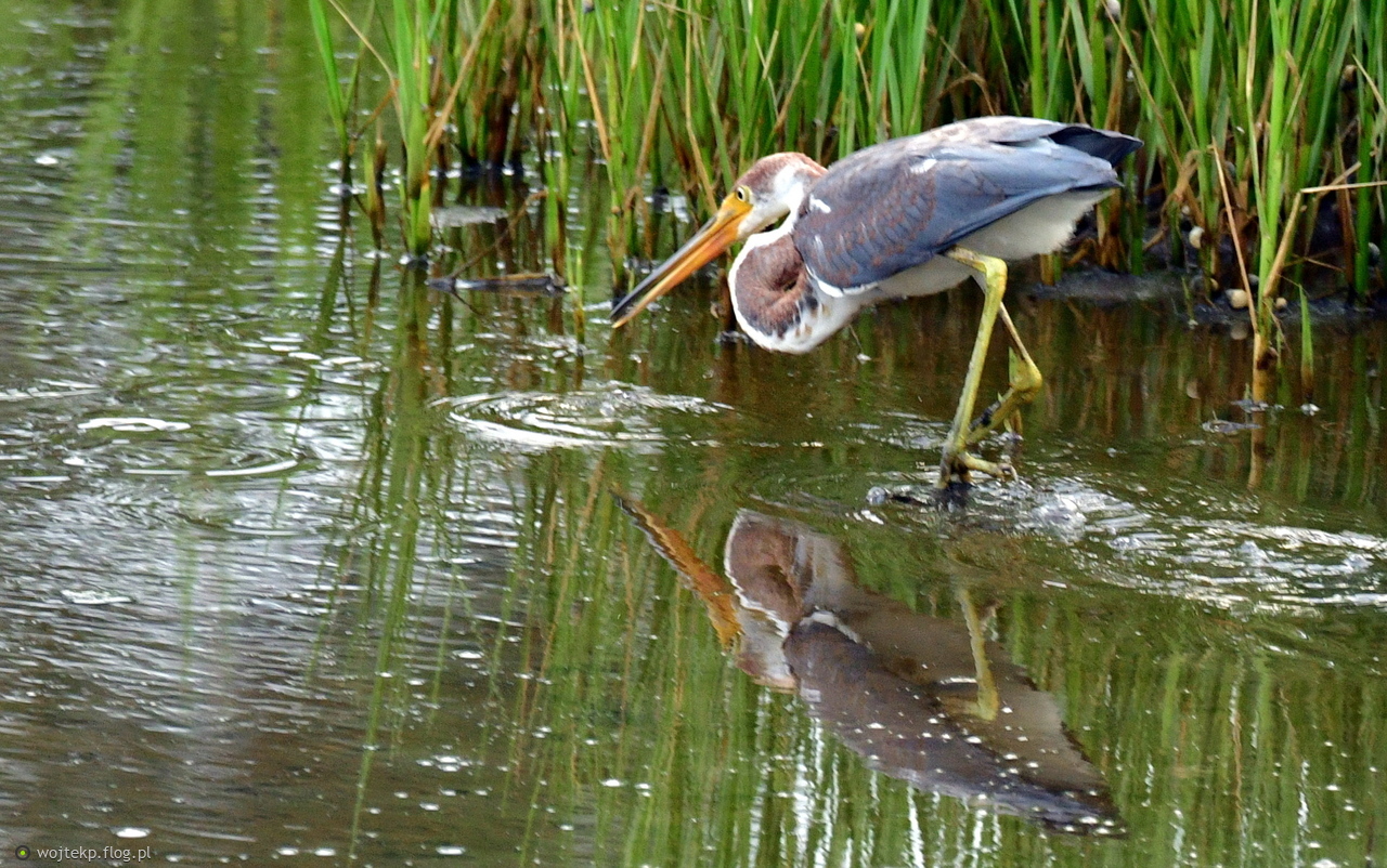 Czapla trójbarwna młoda / Tricolored Heron juvenile
