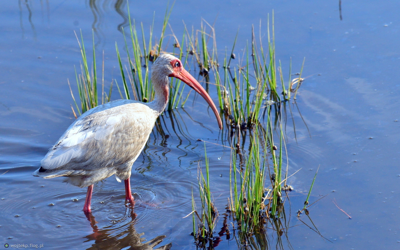 AMERICAN WHITE IBIS / IBIS BIAŁY