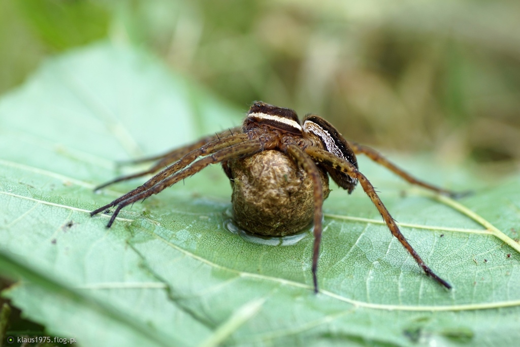 Dolomedes - samica z kokonem.