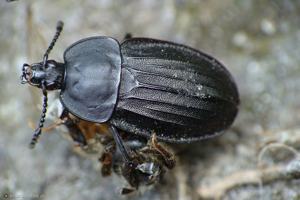 Zaciemka czarna ( Phosphuga atrata )