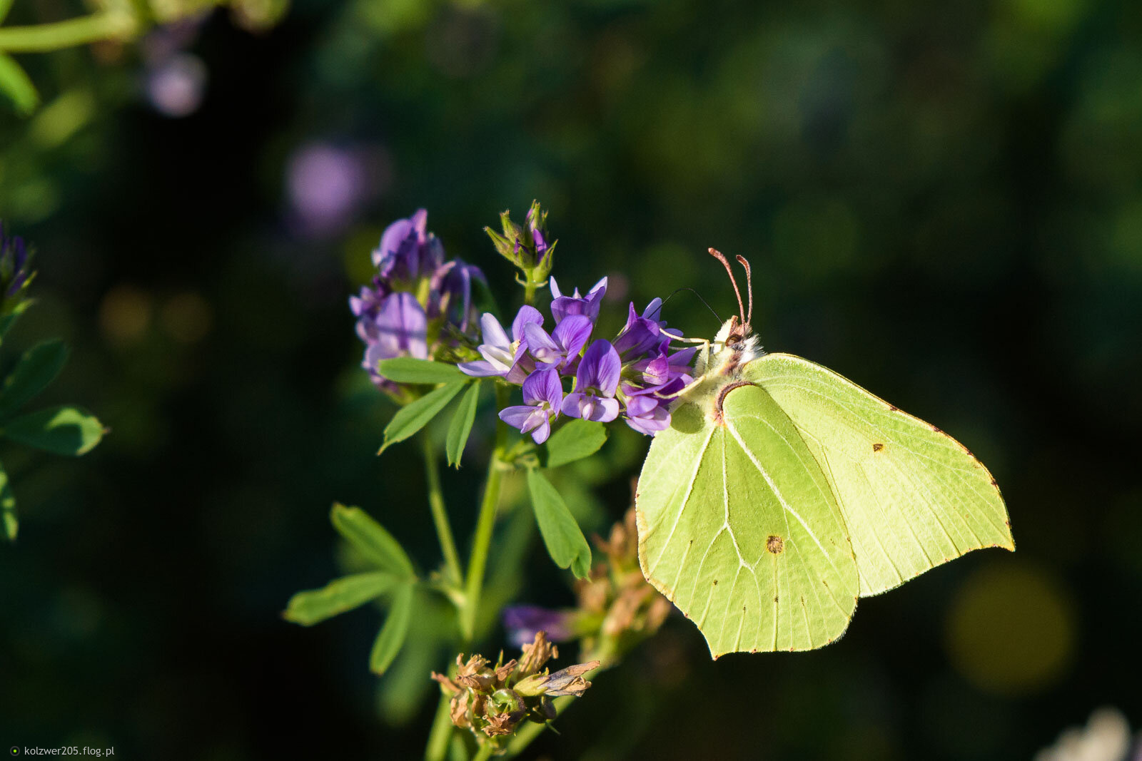 Latolistek cytrynek na polu lucerny