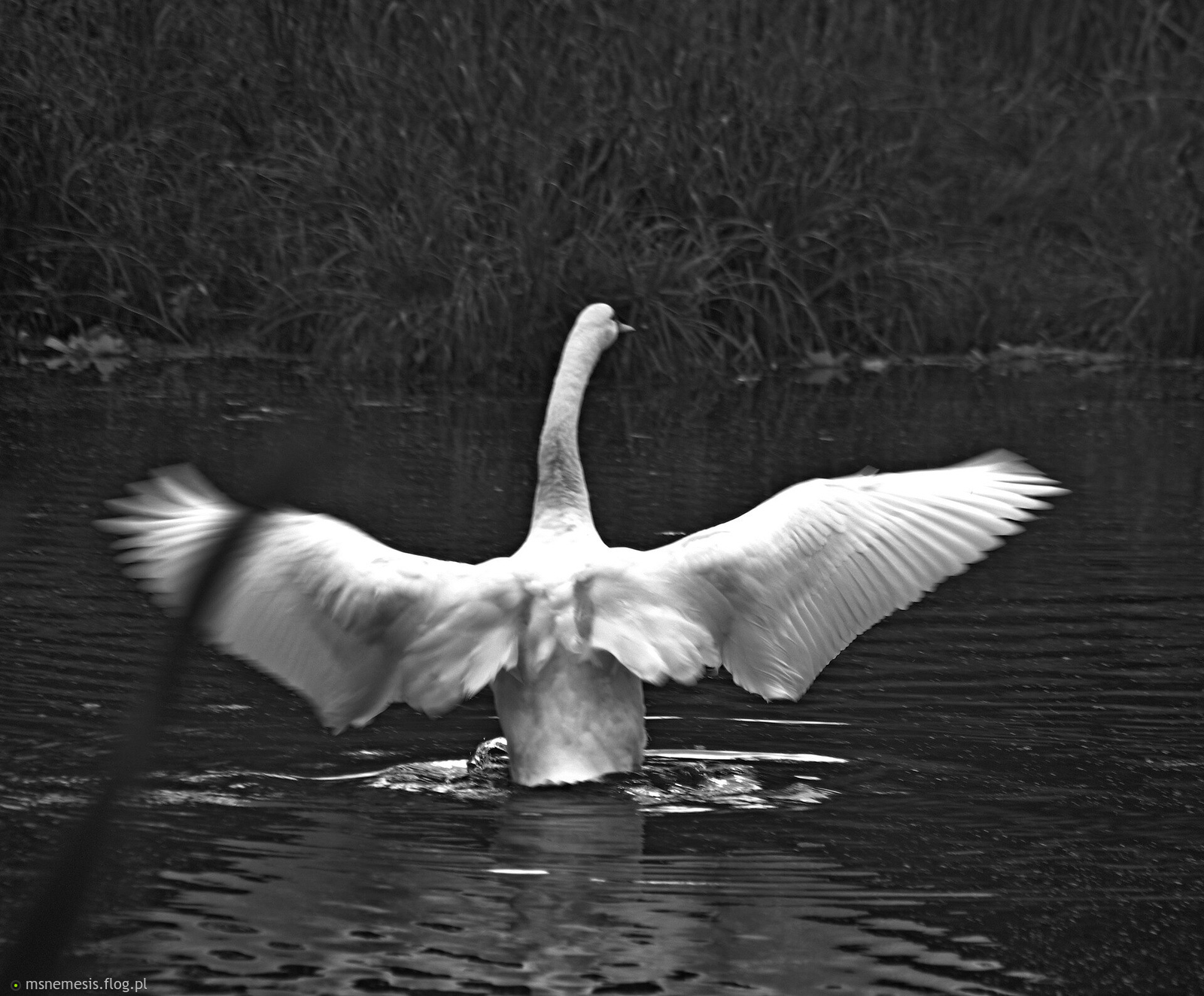 Taniec Łabędzia :-)