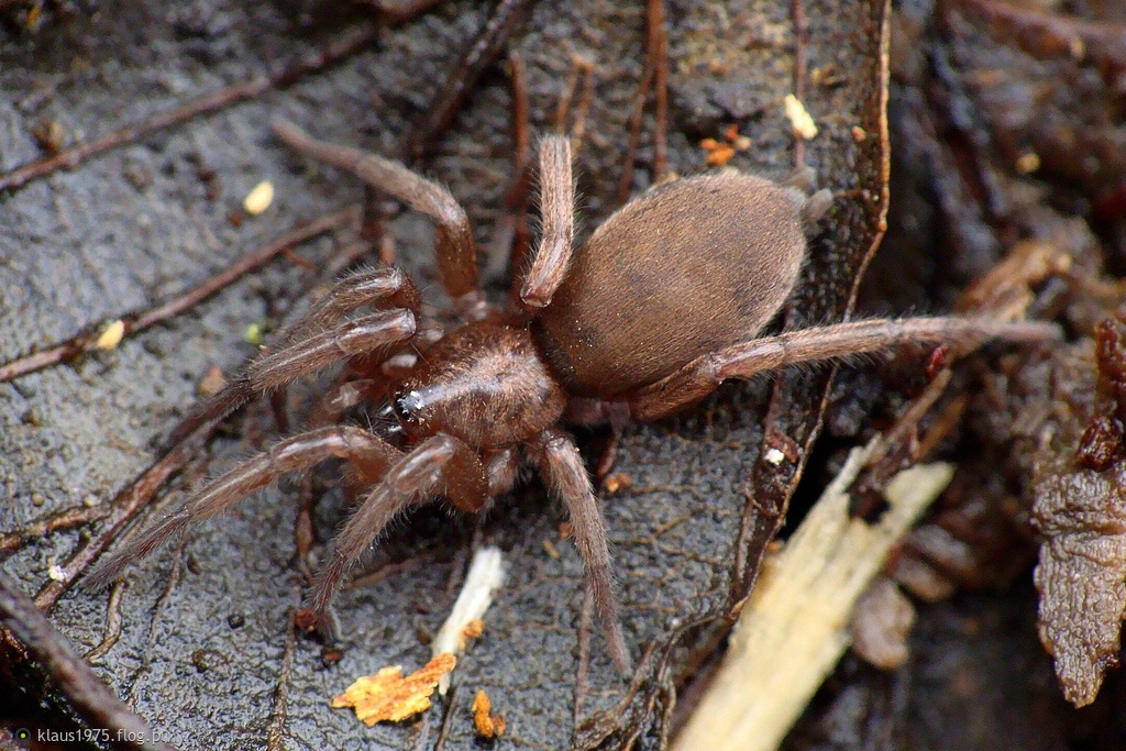 Haplodrassus spp.