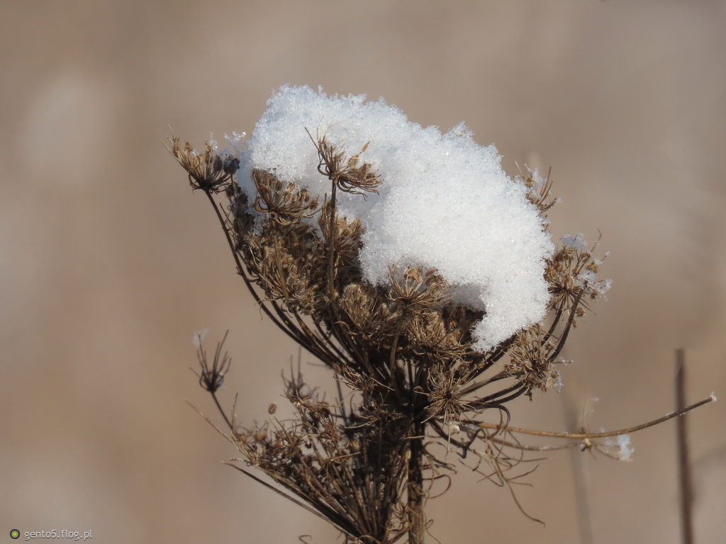 Śniegowa czapeczka