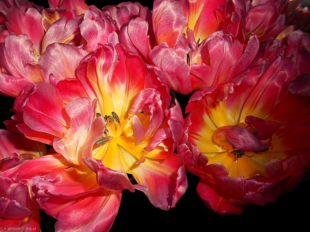 Tulipany ...