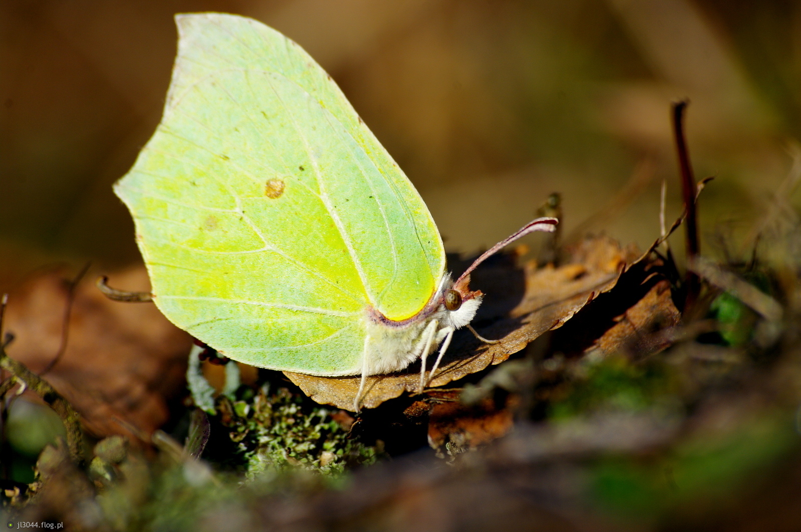 Latolistek cytrynek.