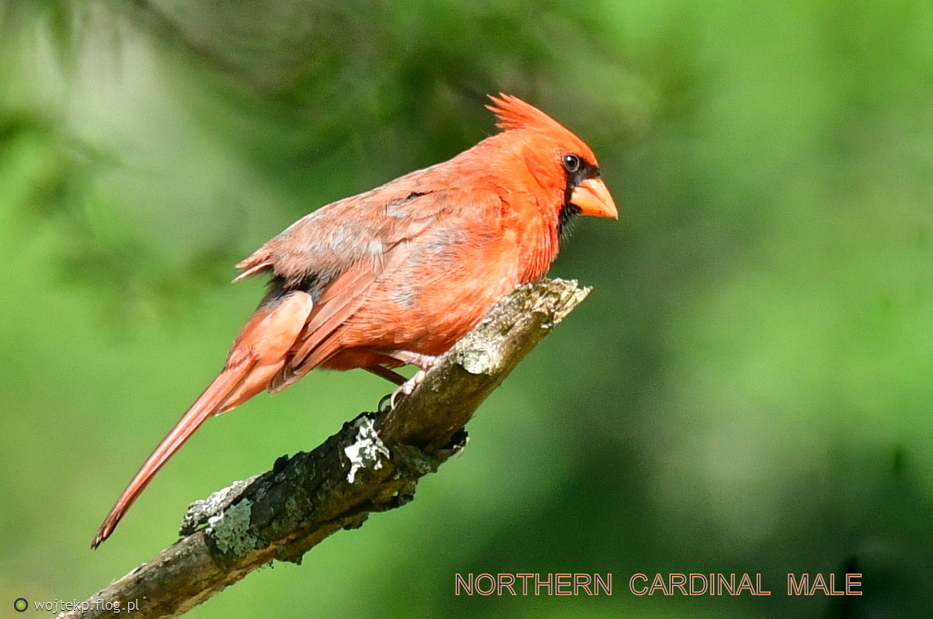 NORTHERN CARDINAL - male