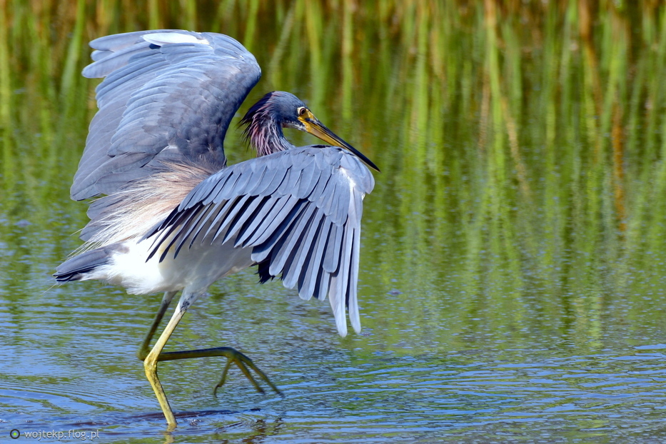 EGRETTA TRICOLOR- adult