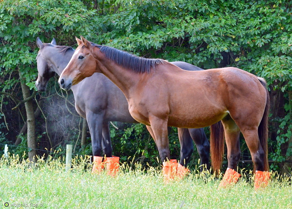 KONIE NA PASTWISKU w "lakierkach"