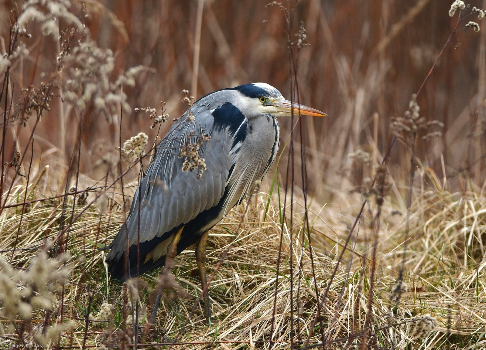 Czapla w trawach.