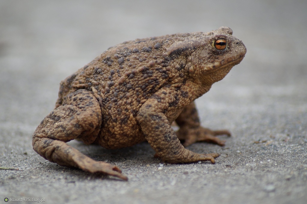 Ropucha szara ( Bufo bufo )