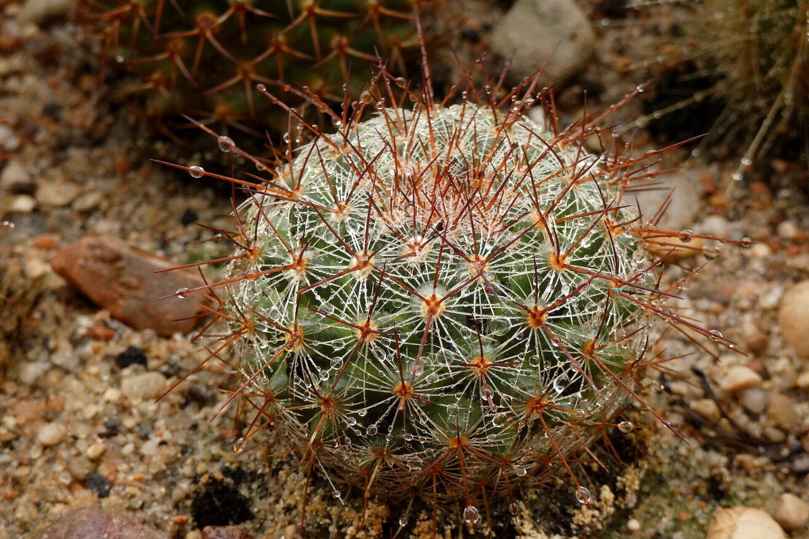 Kaktus Okraszony Perełkami Wody :-D