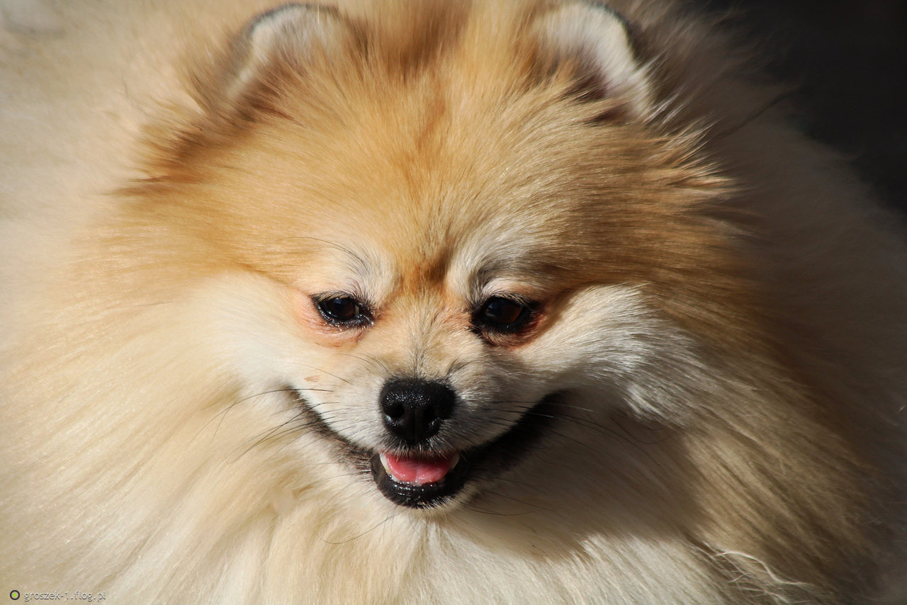 Bardzo łatwo jest zrozumieć psa i nauczyć się czytać jego myśli. Pies nie może zmieniać kształtu, nie może oszukiwać, nie może kłamać, ponieważ nie może mówić.