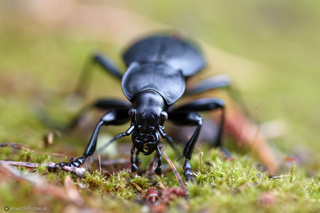 Biegacz skórzasty (Carabus coriaceus)