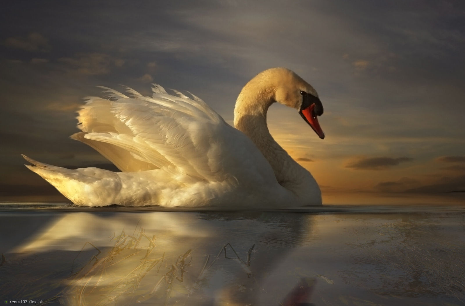 "Przylatują, odlatują, piękne, białe i dorodne, pływające, niczym żagle, najpiękniejsze ptaki wodne."