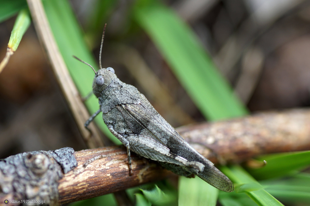 Siwoszek błękitny (Oedipoda caerulescens)