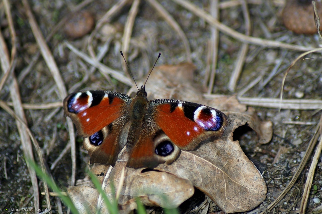 Rusałka pawik (Aglais io)