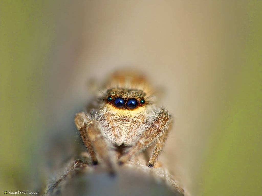 Marpissa radiata samica.