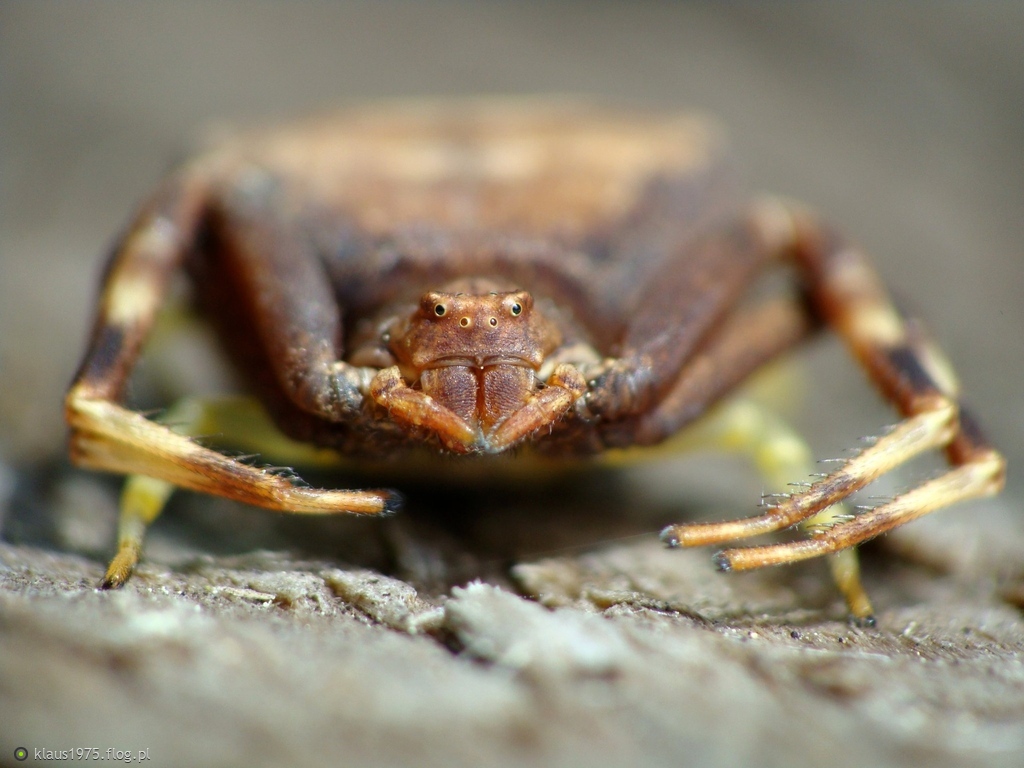 Szpecik tępy ( Pistius truncatus )