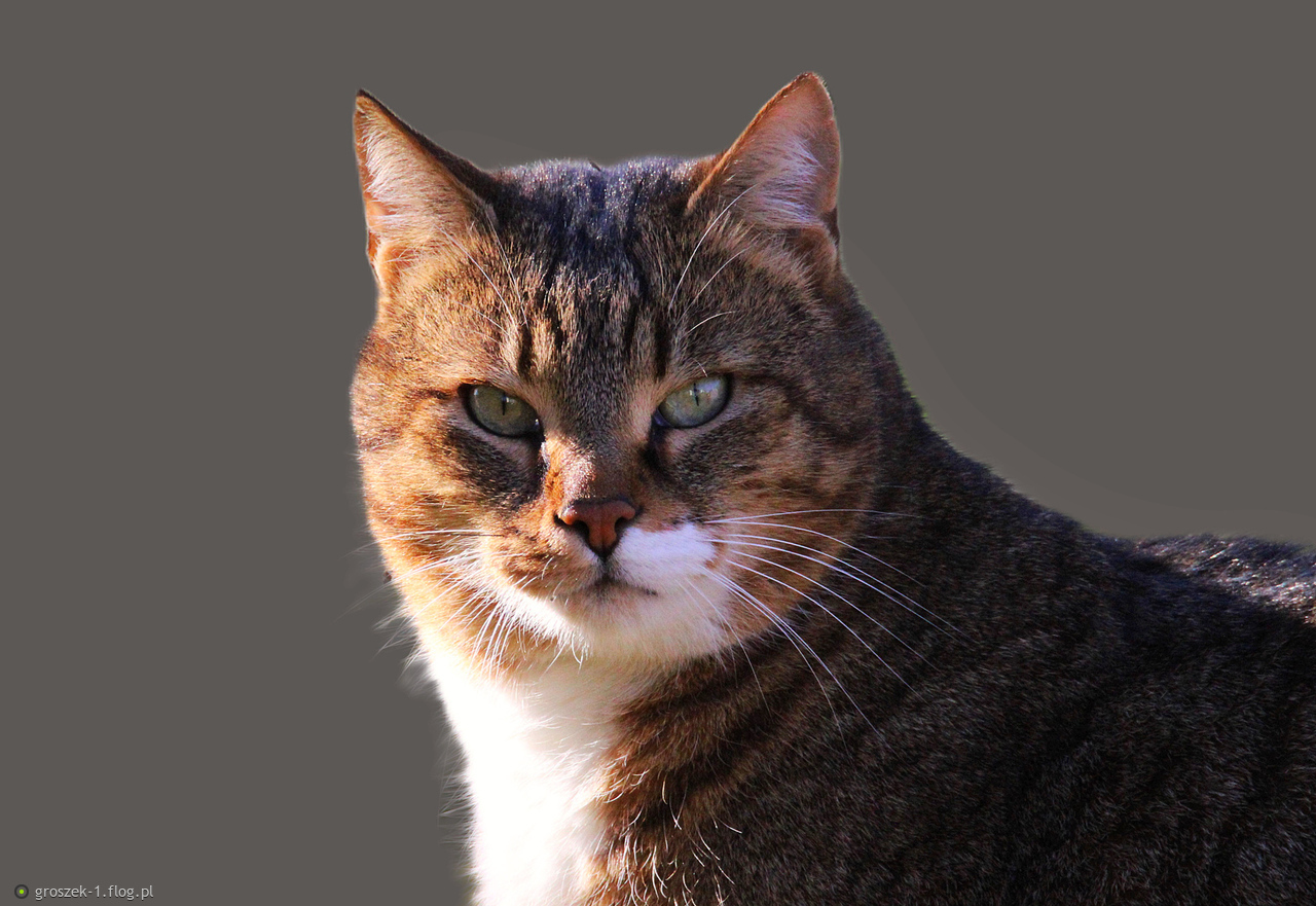 Kto posiada kota, nie musi się obawiać samotności.