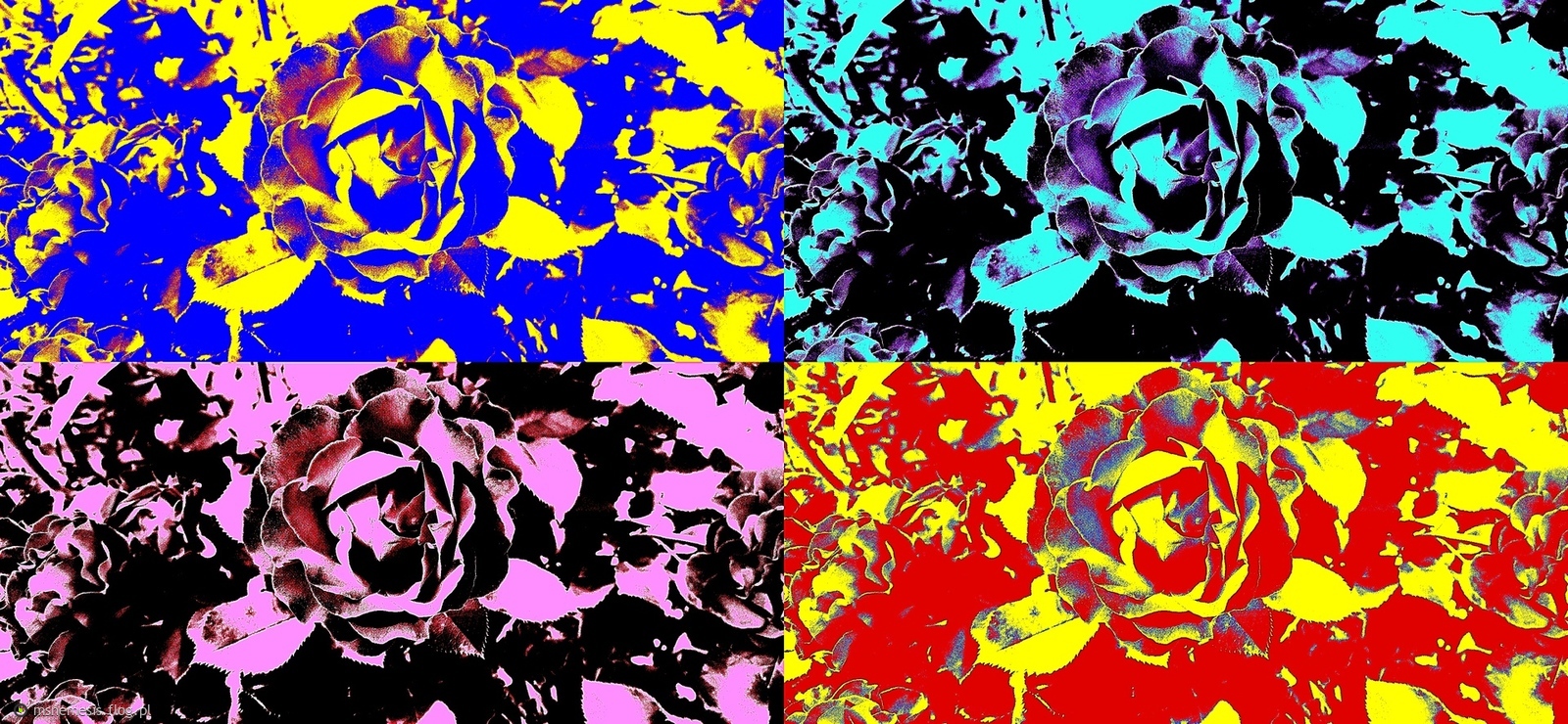 Róże Pop-Art