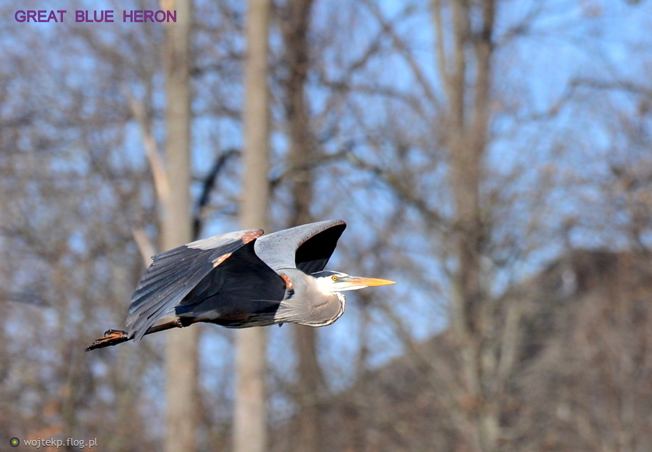 GREAT BLUE HERON / CZAPLA MODRA - odlot ze stawu