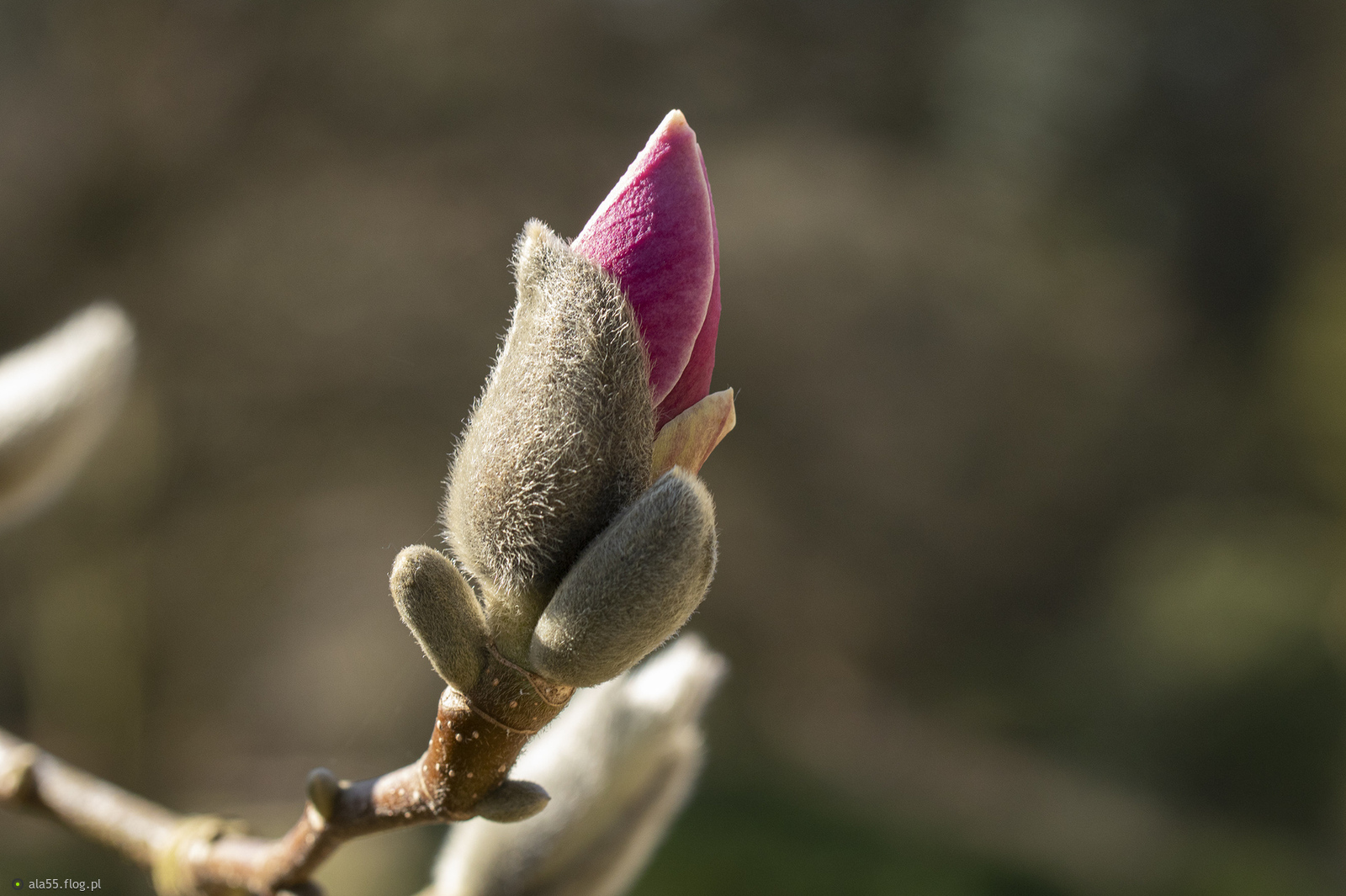 Magnolia :)