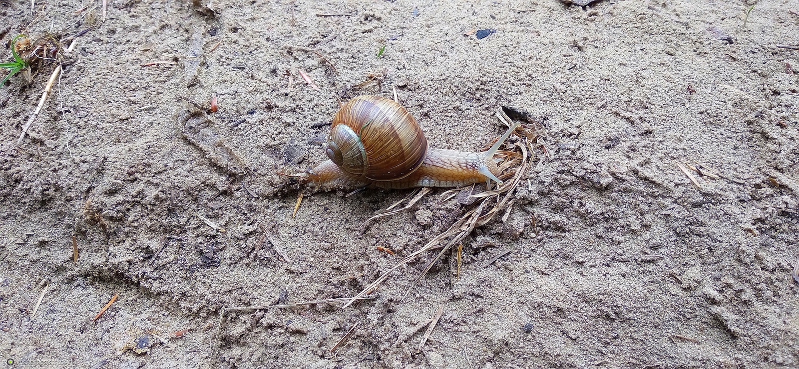 Winniczek 🐌🐌🐌