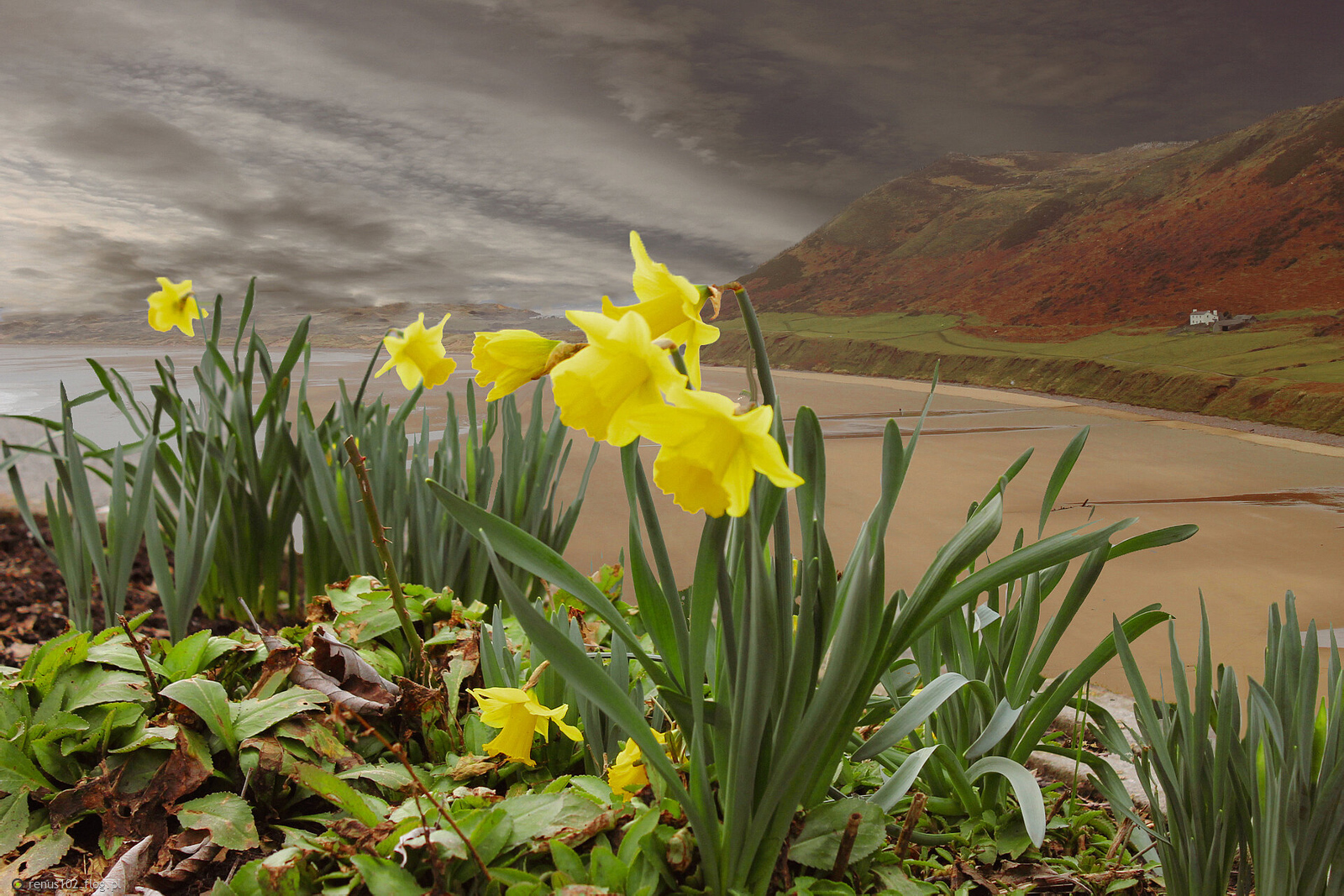 Wiosna na Gower.................