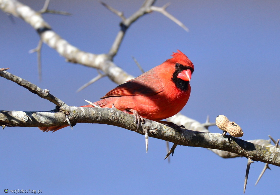 NORTHERN CARDINAL - male